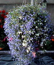 Fuchsias Earthworks shipping fuchsia starts by mail order greenhouse online. MAIL ORDER 2 INCH FUCHSIA STARTS Shipping Fuchsias Hundreds of pictures of fuchsias fuchsias, fuschias, fucsias, fushsias, fushias, fuschias, shipping, fuchsia, Fuchsias, fushsias, fuschias, fushias, shipping, plants, fucsias, fushsias, fushias, fuchsia, fuchsias, greenhouse, fucsias, shipping, fushsias, fuchsias